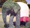 moda za slonove