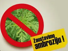 ambrozija